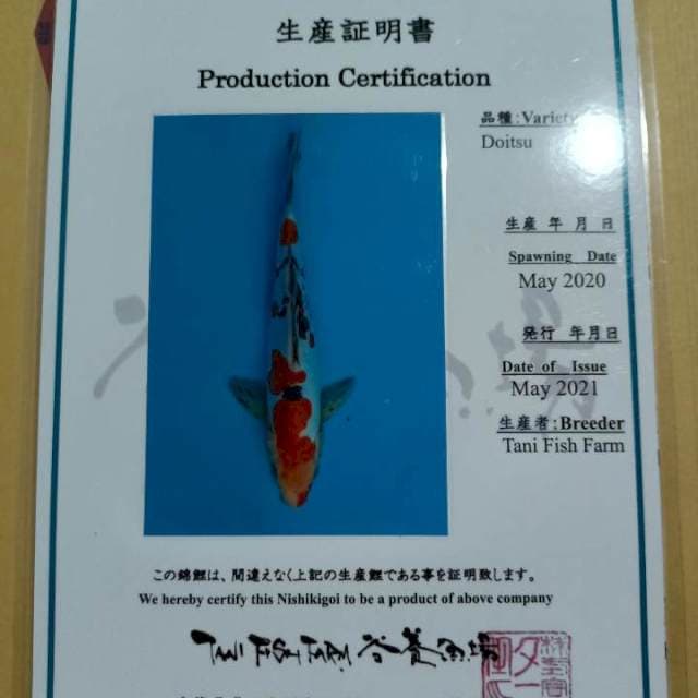 Import Sanke doitsu Tani farm 28cm