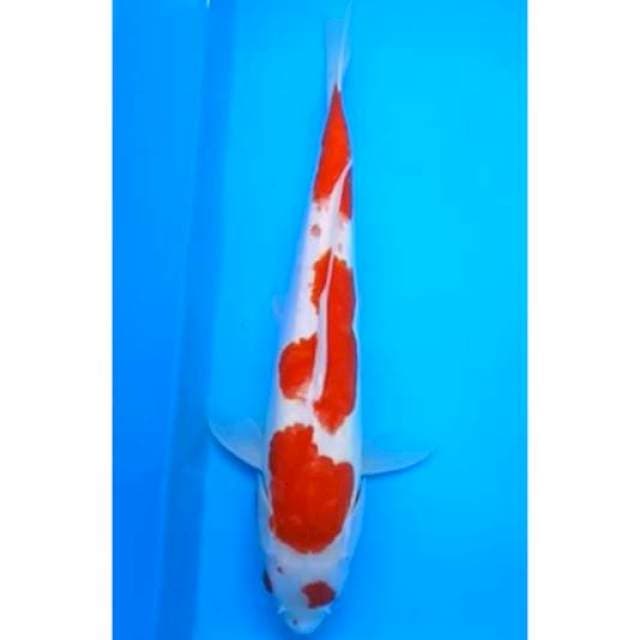 KOHAKU DOITSU ARAGOKE JUMBO 38 Cm