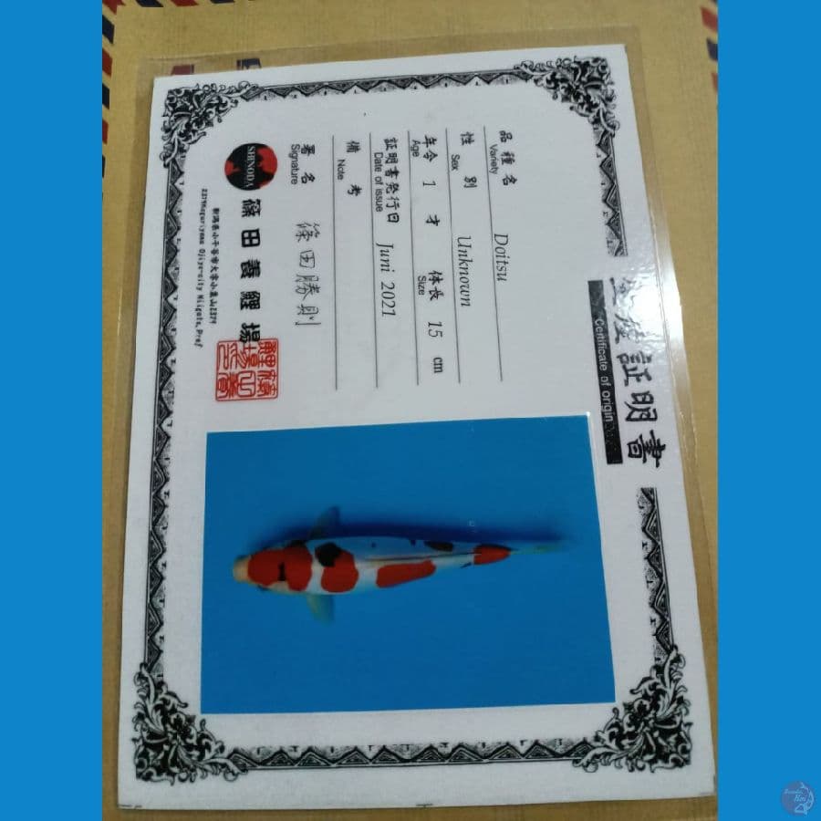 doitsu sanke super Import 29cm