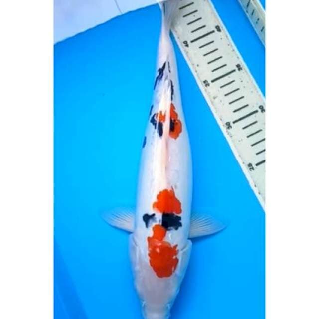 SANKE DOITSU 36 Cm