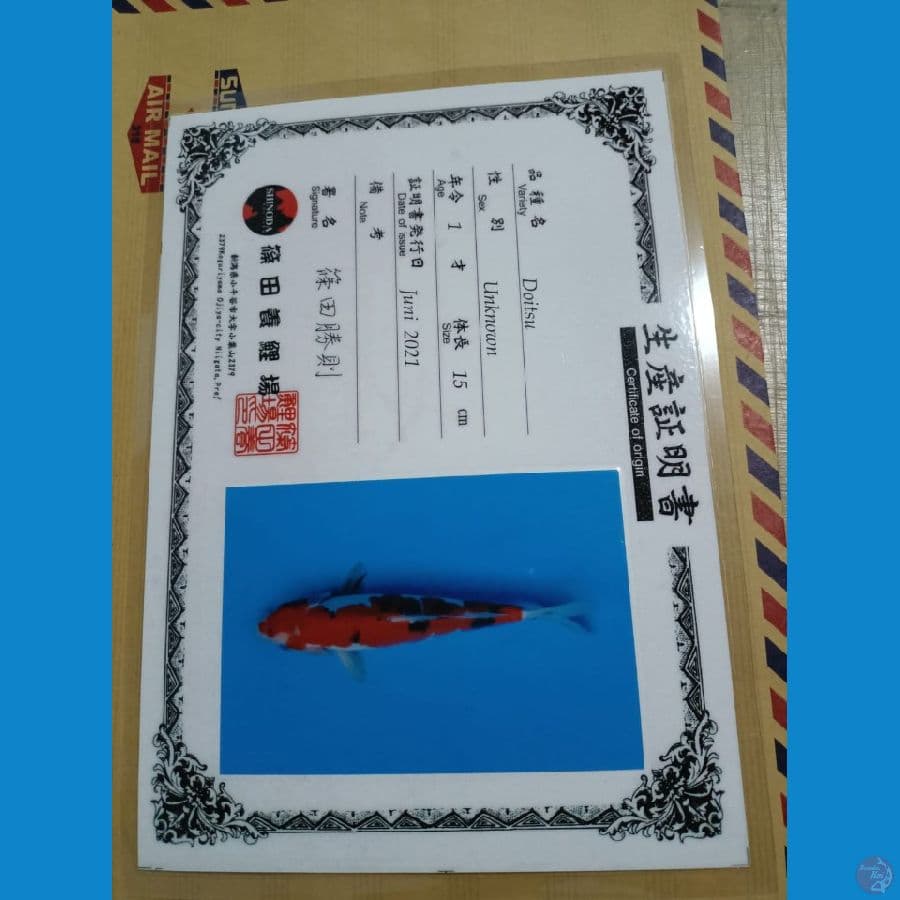 doitsu sanke import 28cm