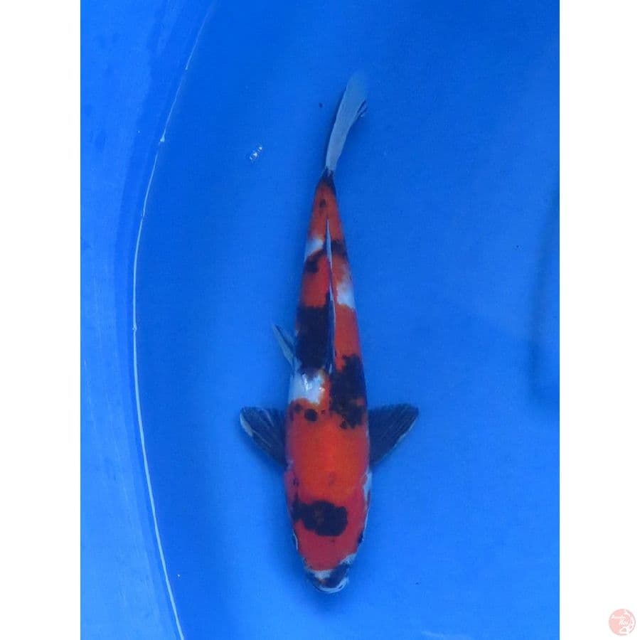 Showa Finish - 25cm