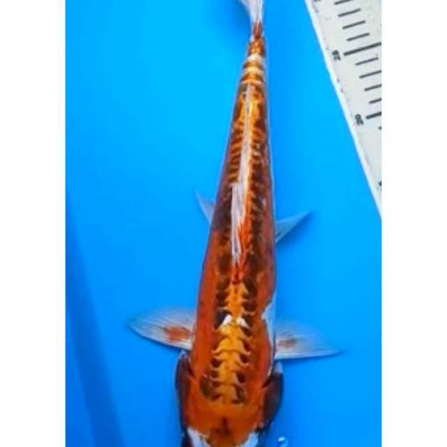 KOHAKU DOITSU BODY JUMBO 38 Cm