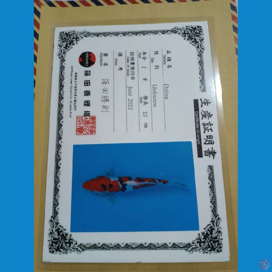 doitsu sanke import 30cm