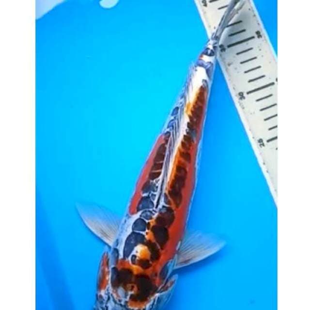 SHUSUI BODY JUMBO 38 Cm