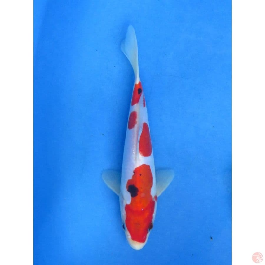 Sanke Doitsu Murni - 20cm