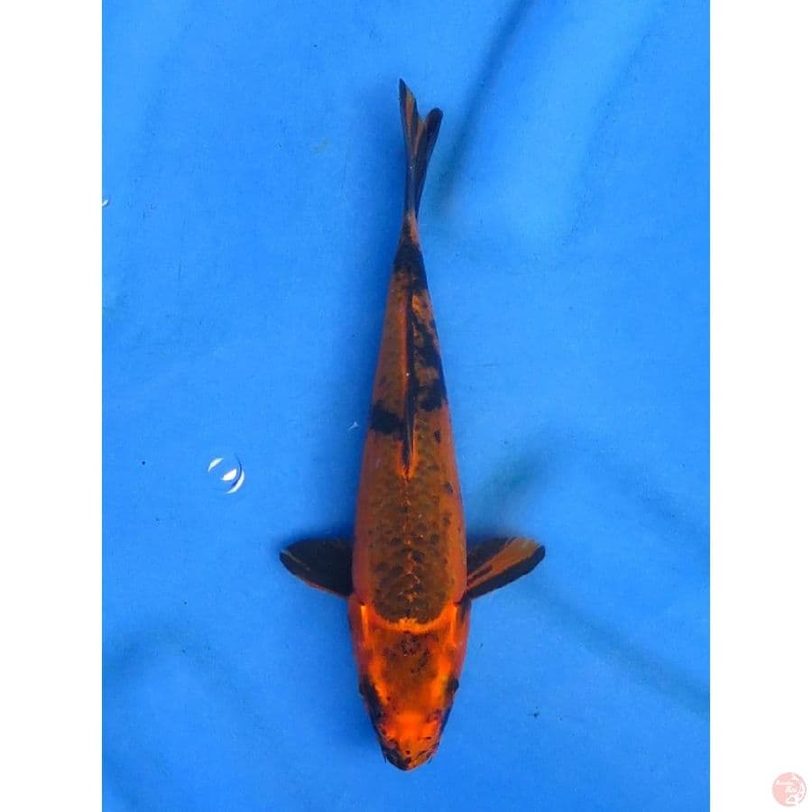 Kage Utsuri - 20cm 