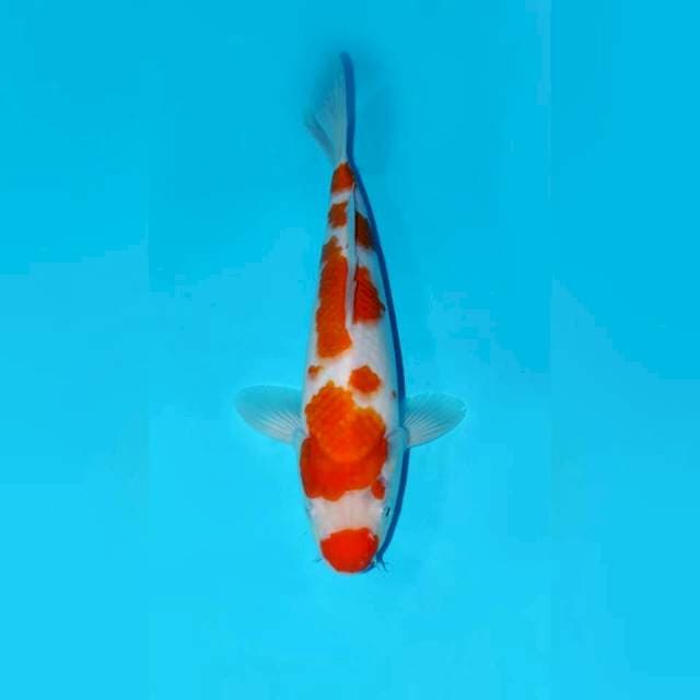 KOHAKU, 30CM MALE