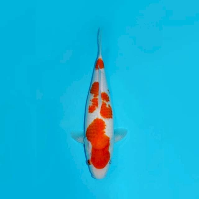KOHAKU, 35CM FEMALE