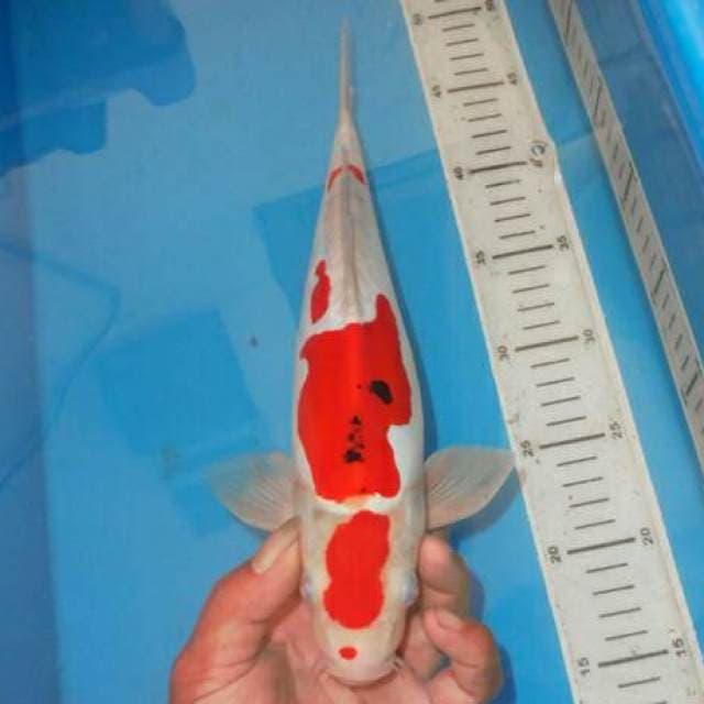 KUCIBENI SANSHOKU