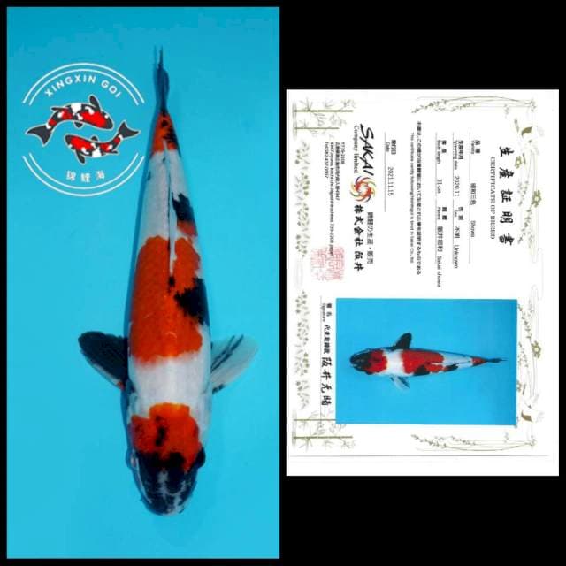 MARUTEN SHOWA SAKAI 31CM