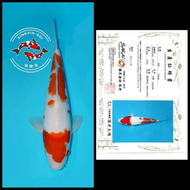 KOHAKU SAKAI 35CM