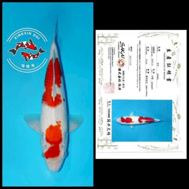 KOHAKU SAKAI 35CM