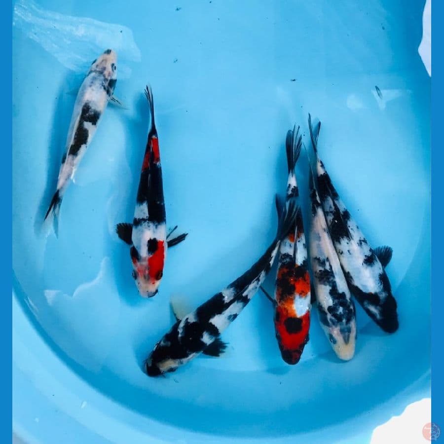 mix koi, 20bu