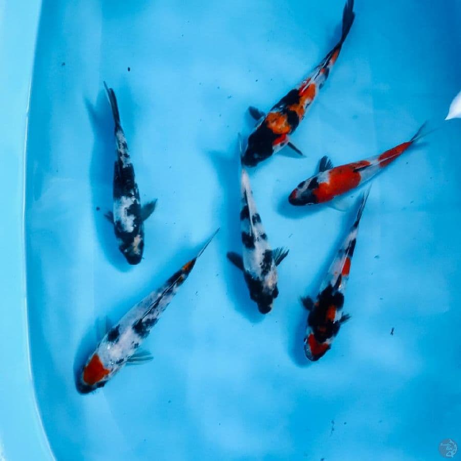 mix koi, 15-20cm