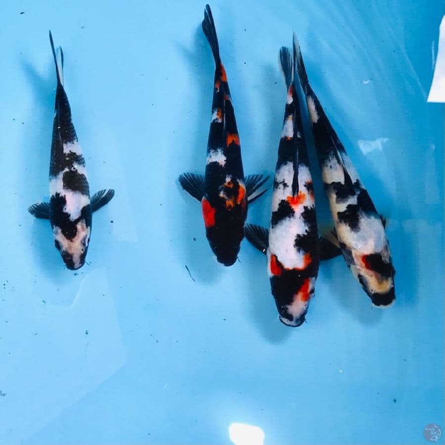 mix koi, 20up