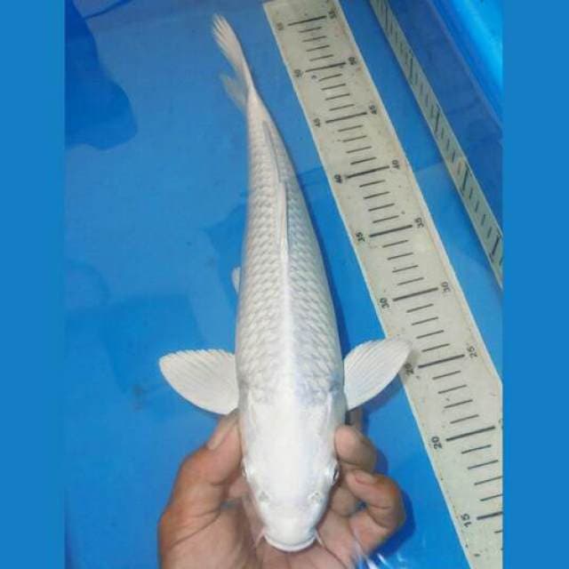 PLATINUM JINAK