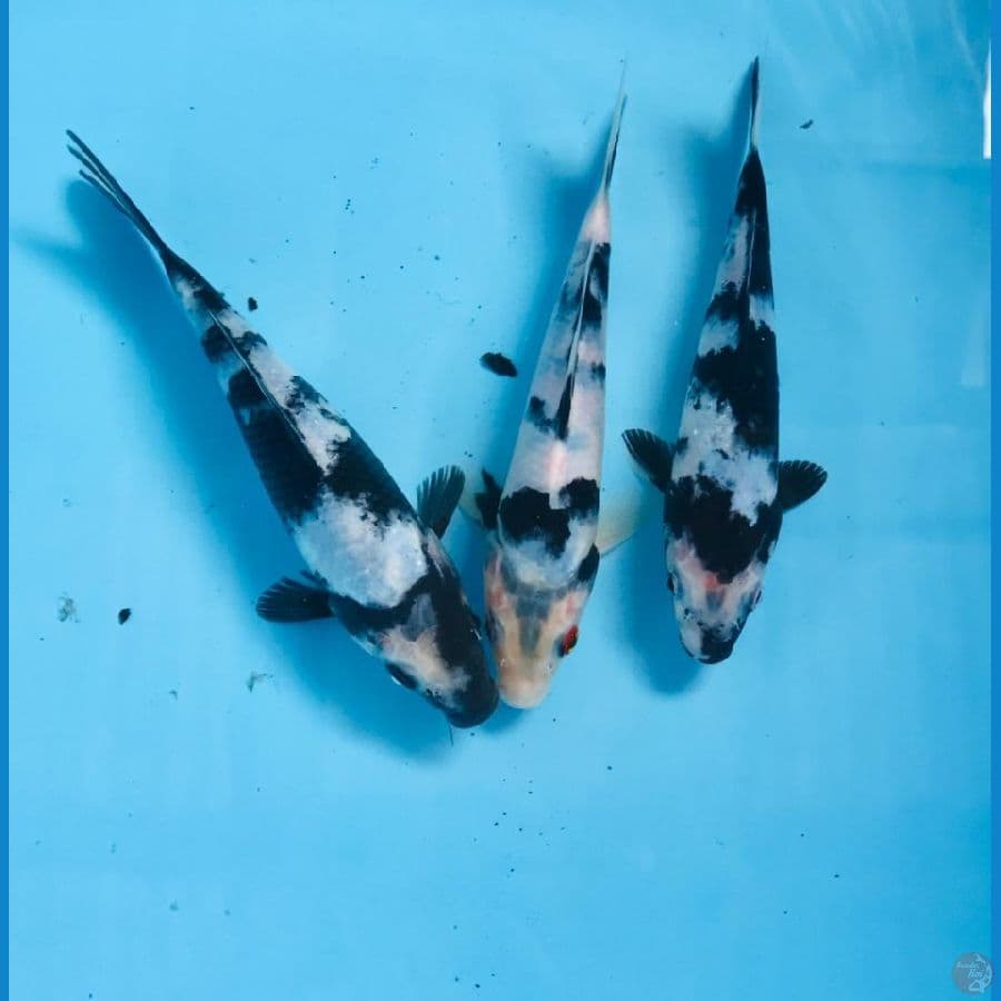 paket shiro, 20bu