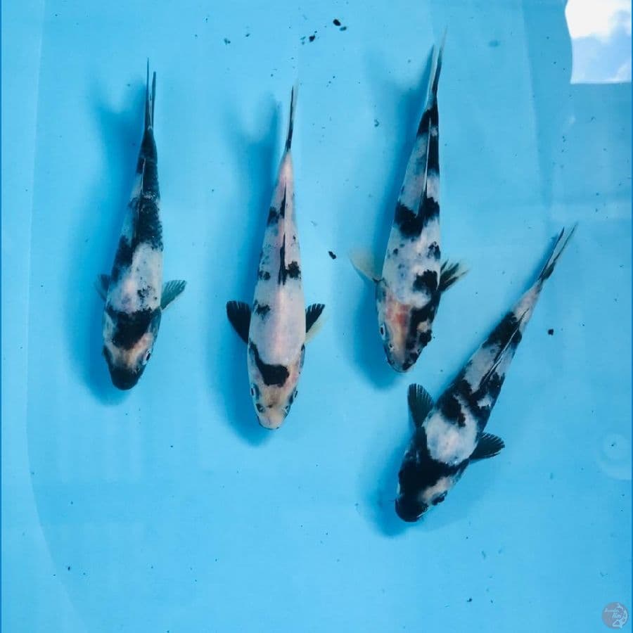 paket shiro, 15-20 cm