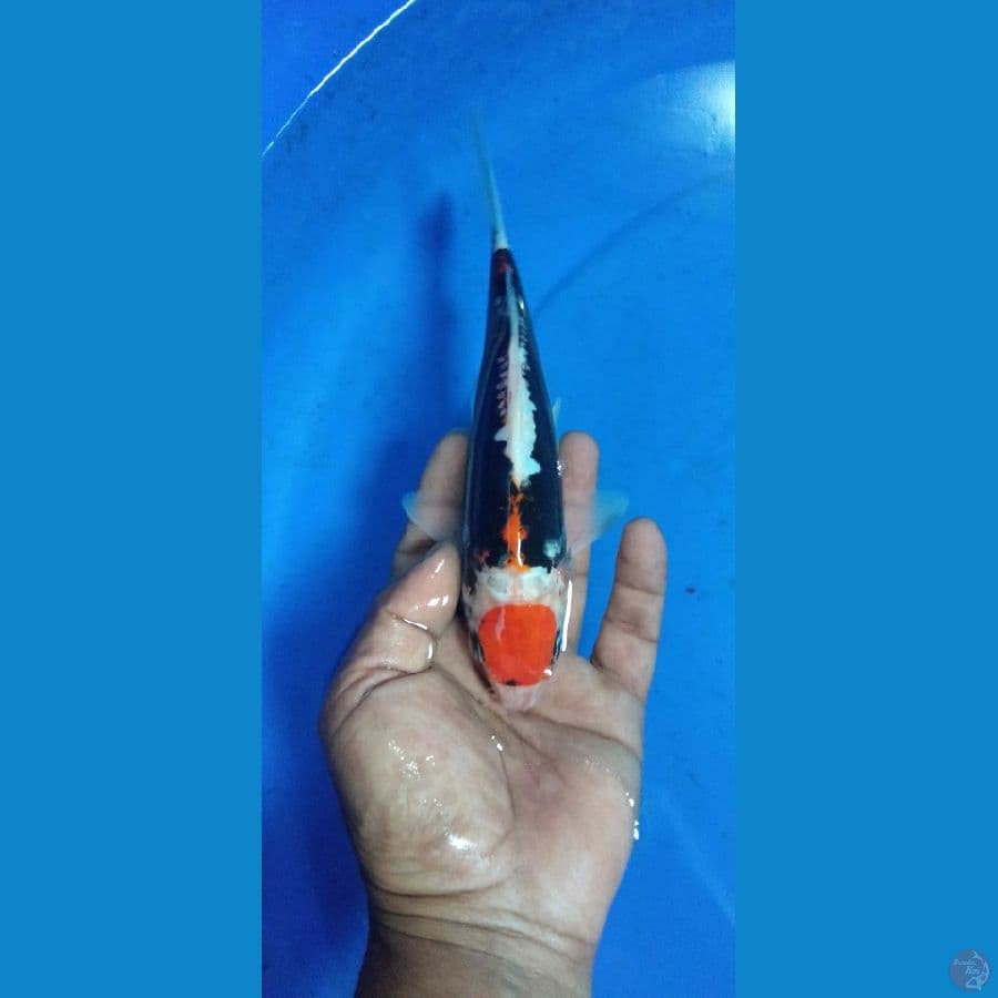tco beni,cut kering