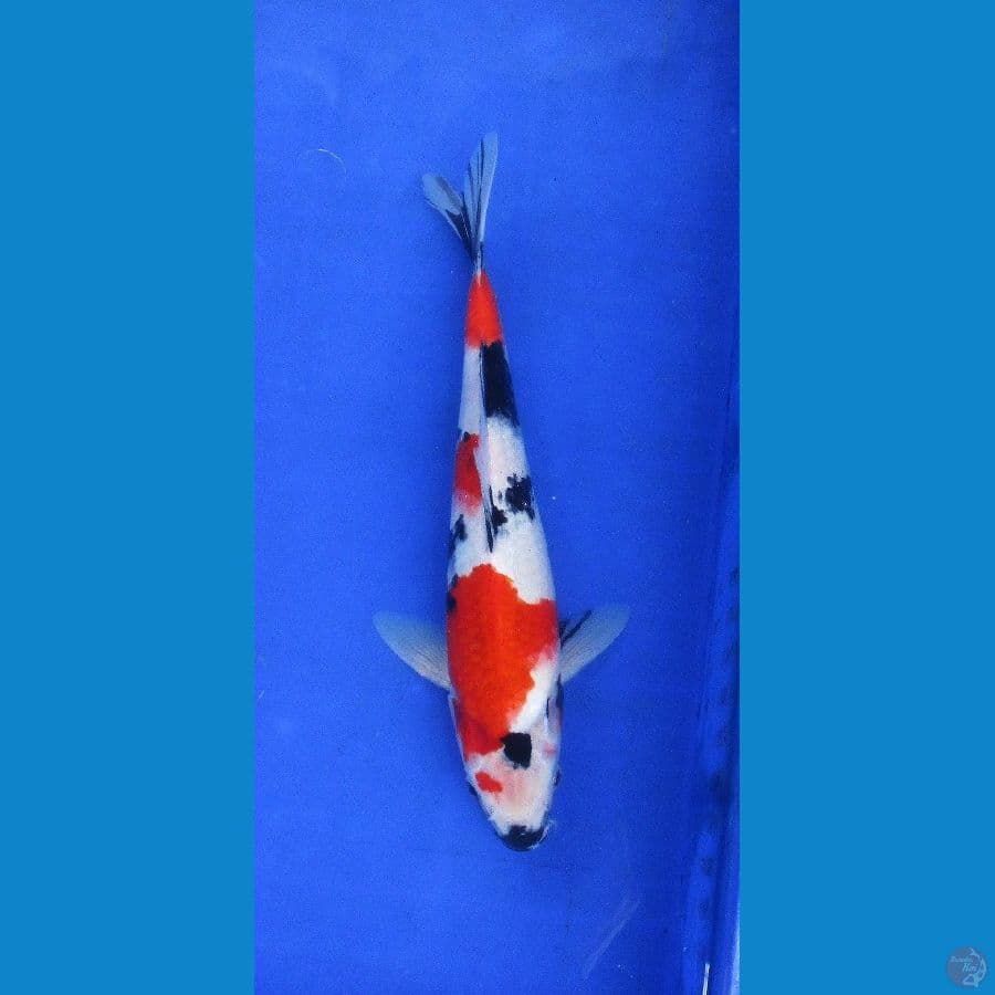 Kindai showa ±30cm