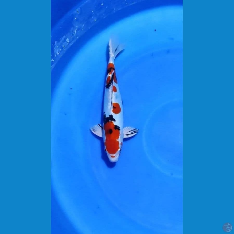 hiseynisiki
