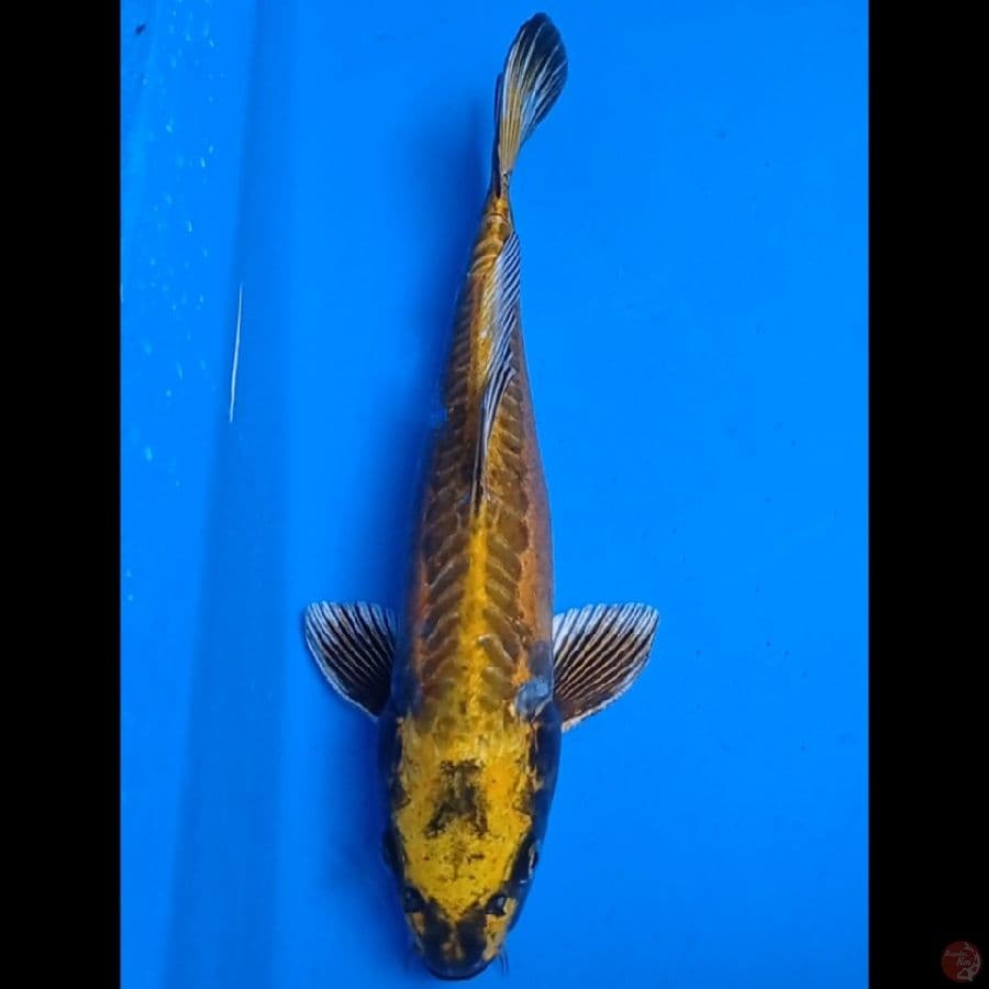 Kikuk monster 37 cm, male