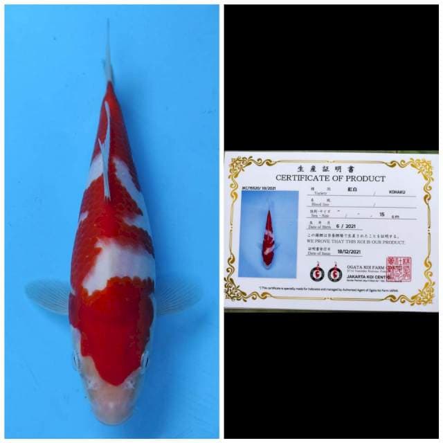 Ogata Kohaku