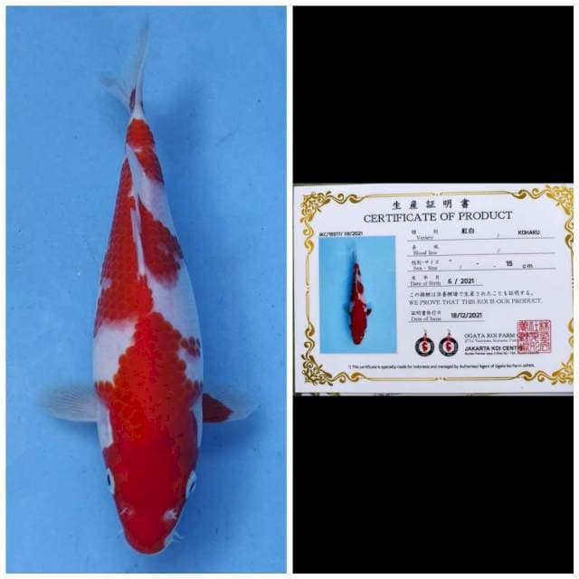 Ogata Kohaku