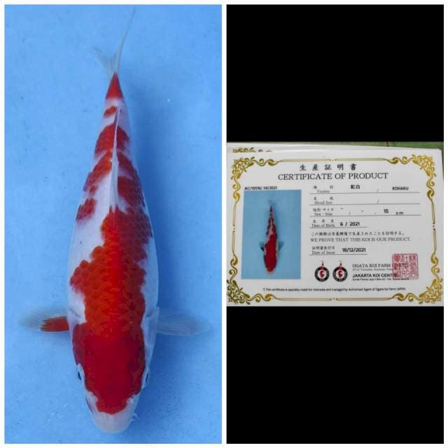 Ogata Kohaku