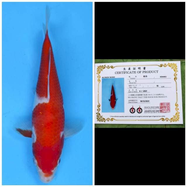 Ogata Kohaku