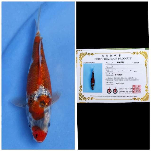 Ogata Showa Ginrin