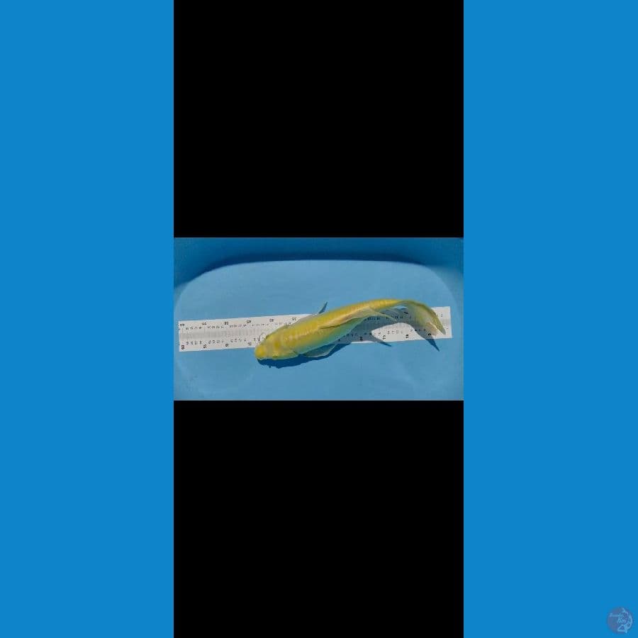 kumpay karashi 45kilometer