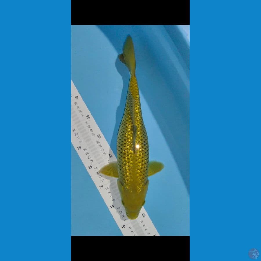midori ginrin super bulky 