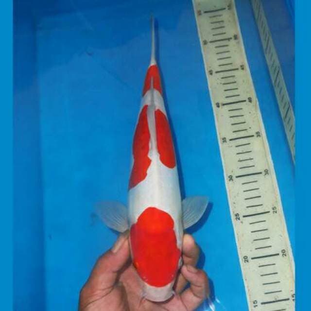 SANDAN KOHAKU 3STEP