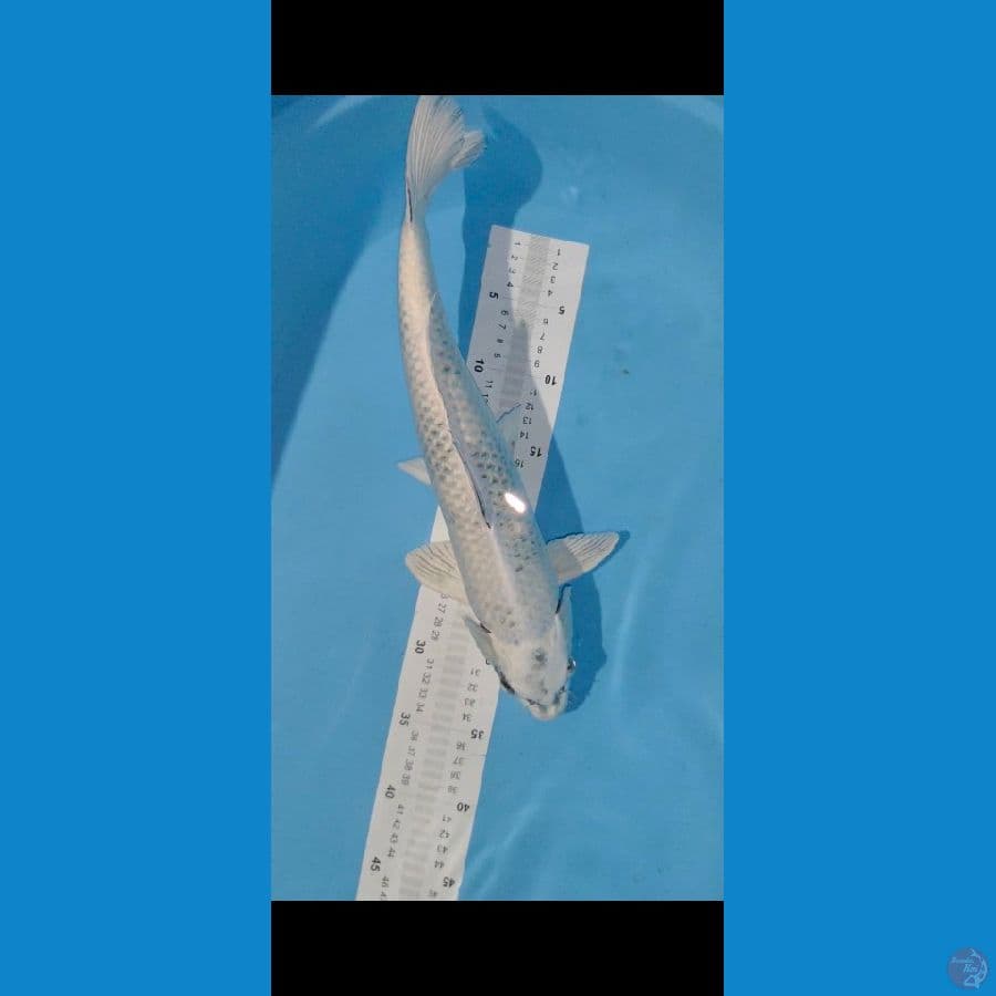 GIN mukashi 42cm riiii