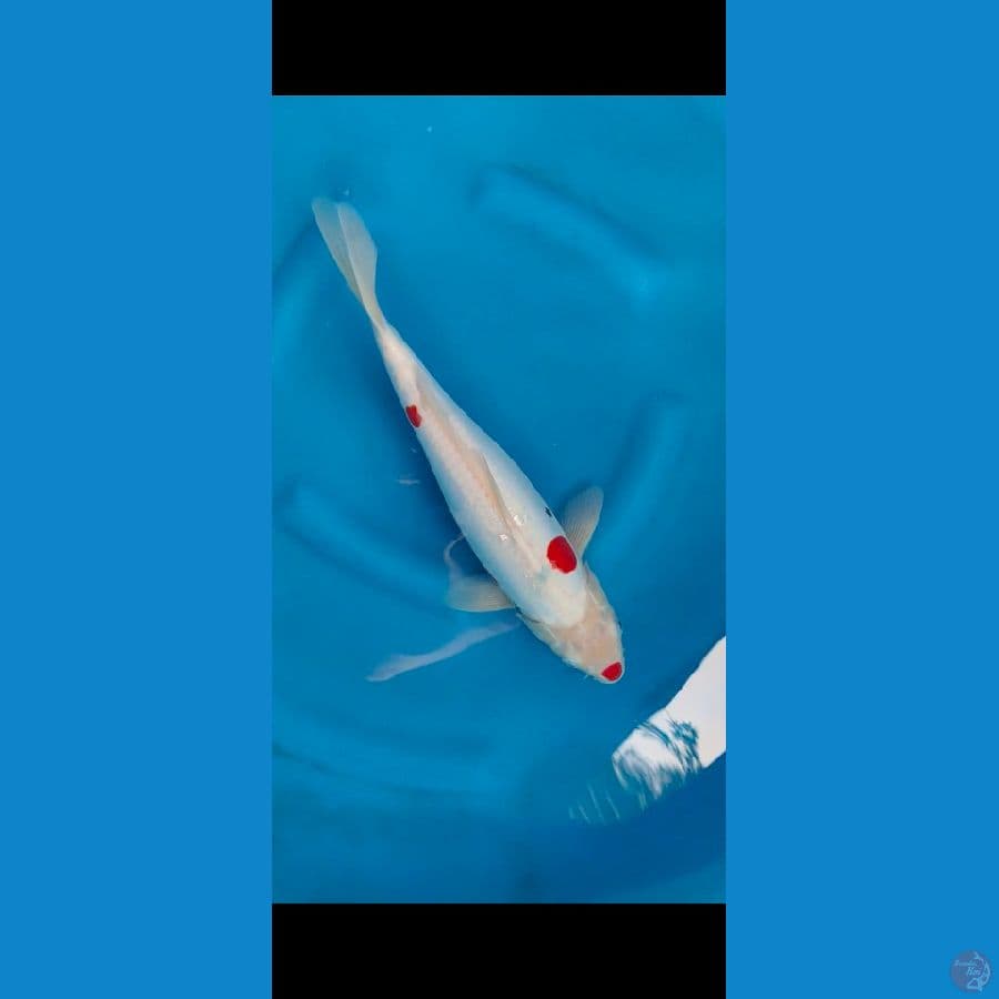 sanke doit tantegoi 38cm