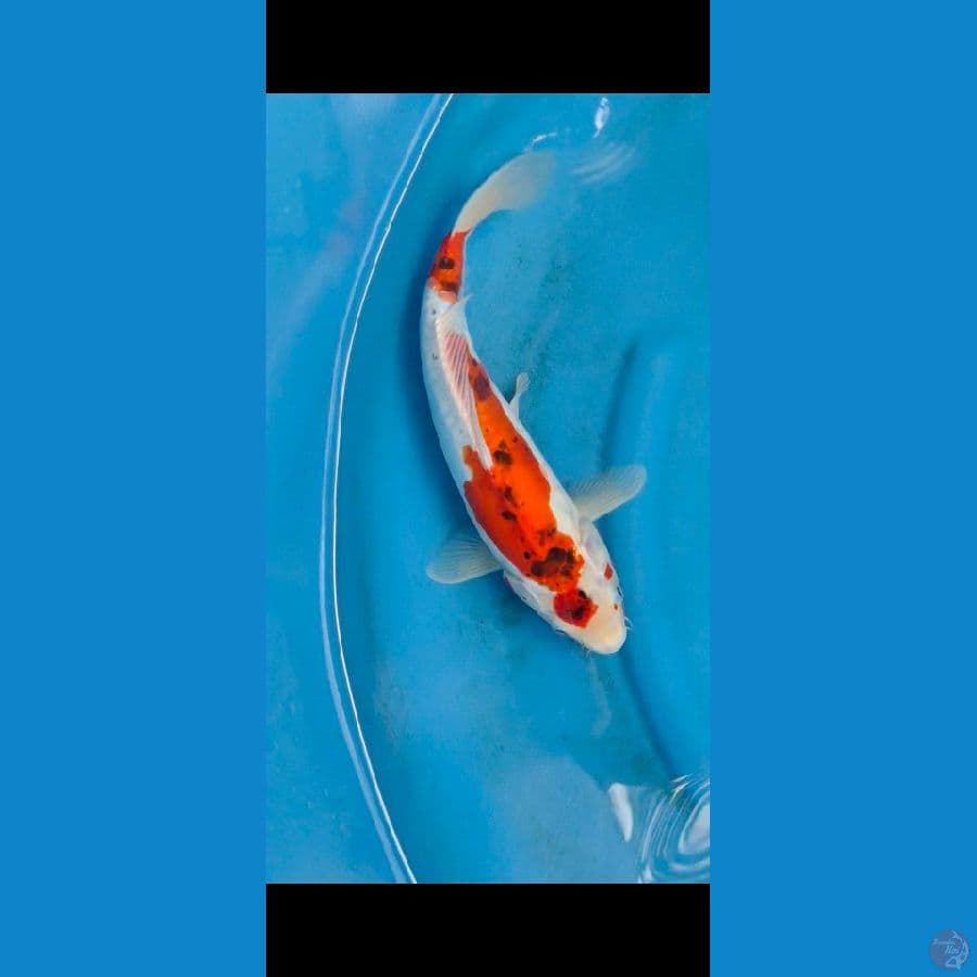 kujaku doit 38cm sah 