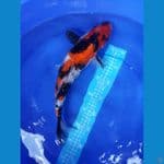 Showa 32 Cm