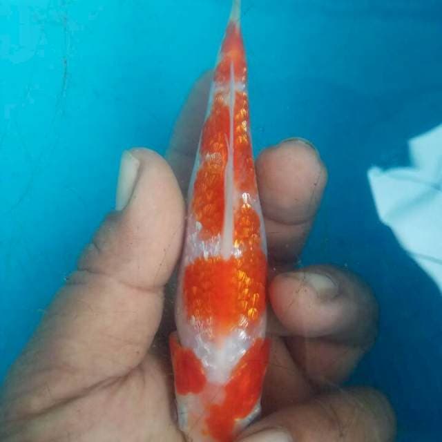 SHOW QUALITY MINI KOHAKU GINRIN