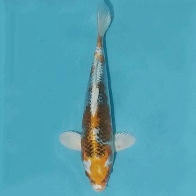 Kojaku 