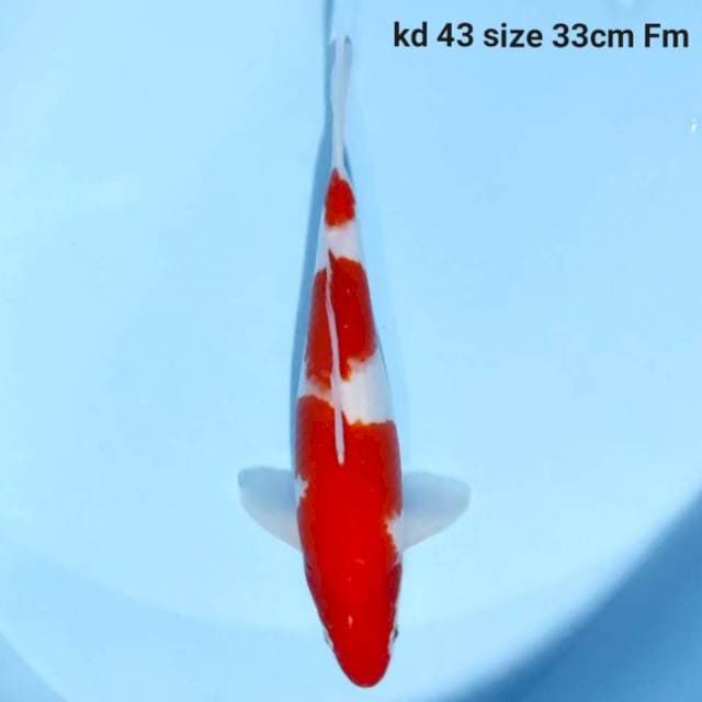 red kohaku f1