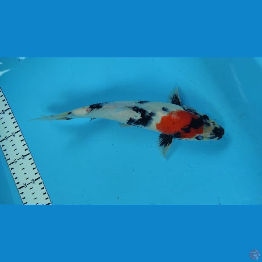 SHOWA30CM