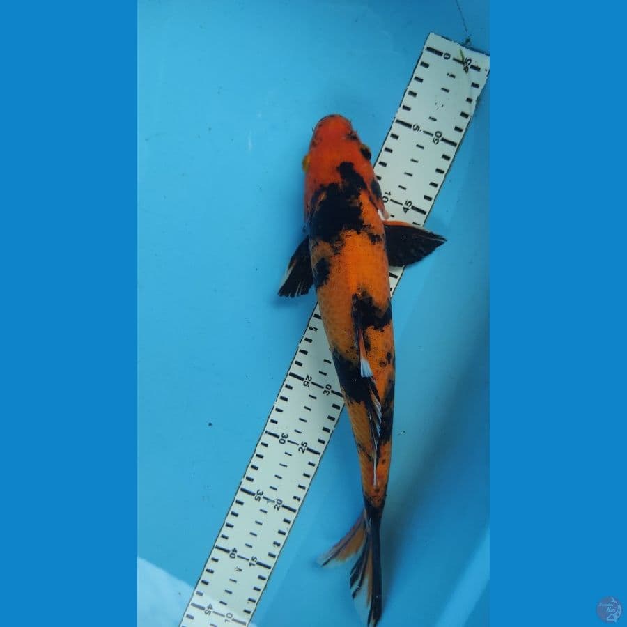 SHOWA34CM