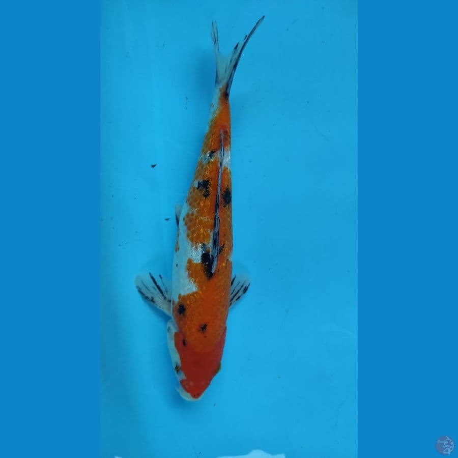 SHOWA31CM