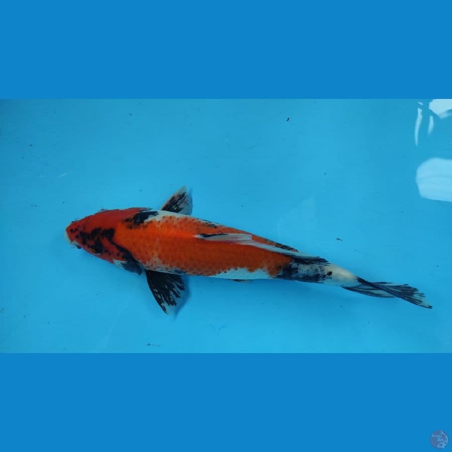 SHOWA31CM