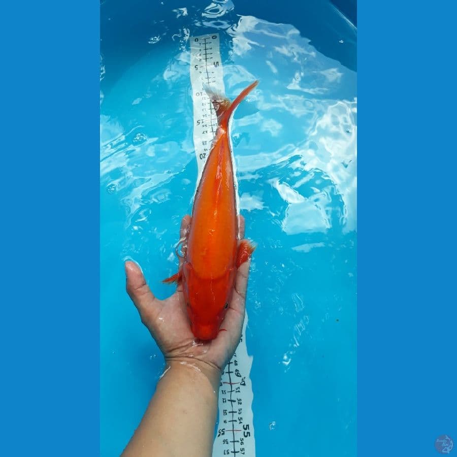 BENIGOI (merah tembus)