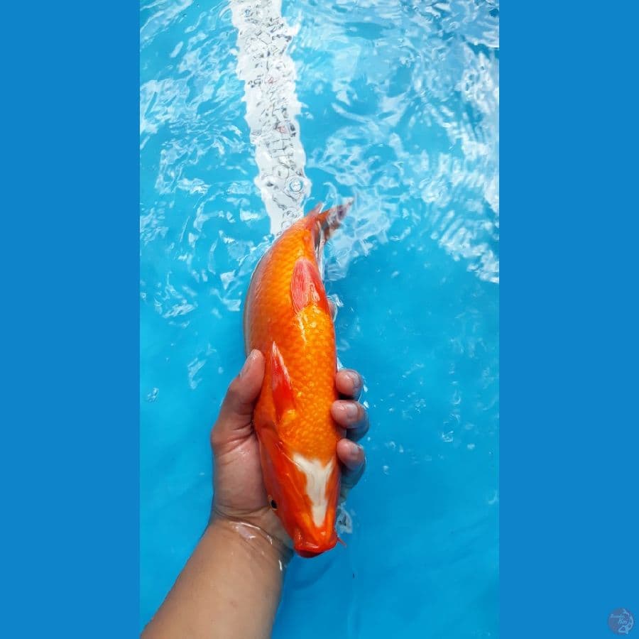BENIGOI (merah tembus)