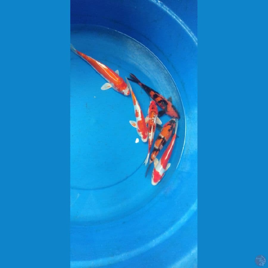 mixx koi