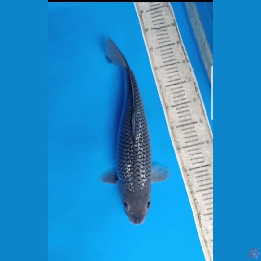 soragoi ginrin 43cm punuk